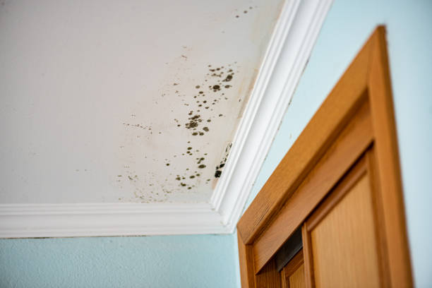 Best Water Damage Restoration  in Lower Burrell, PA