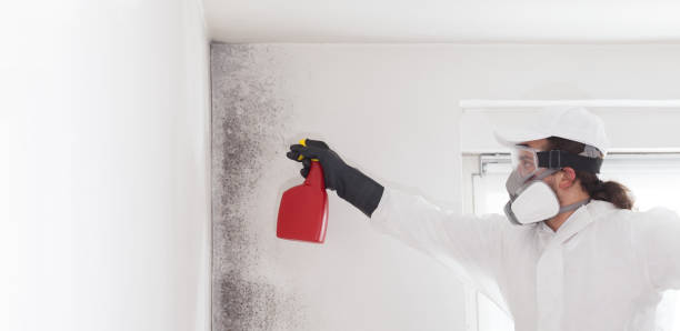 Best Mold Remediation Services  in Lower Burrell, PA