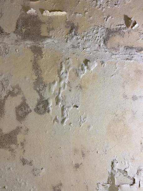 Reliable Lower Burrell, PA Mold Removal Solutions